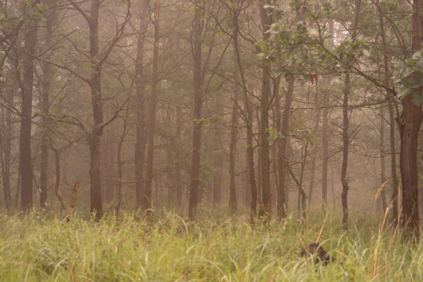 Fog in the forrest. Brown trunks and green grass.