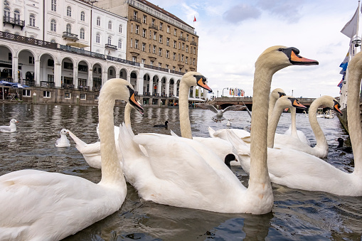 Swans on the bank of the Alster Lake Hamburg