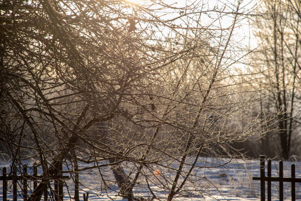 istock frozen vegetation in winter on blur background 1043509638