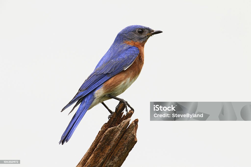 Bluebird en un tocón aislado - Foto de stock de Recortable libre de derechos