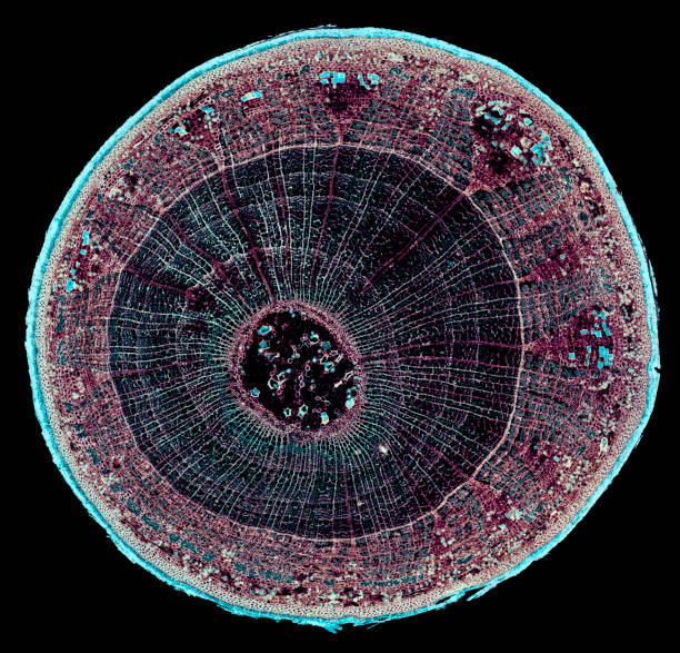 istock xylophta stem - cross section cut under the microscope 1043513824