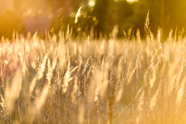 istock bents in sunset by the lake 1043513996