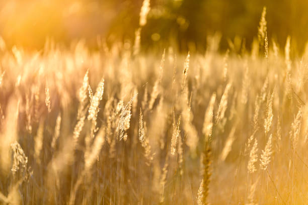 istock bents in sunset by the lake 1043514058