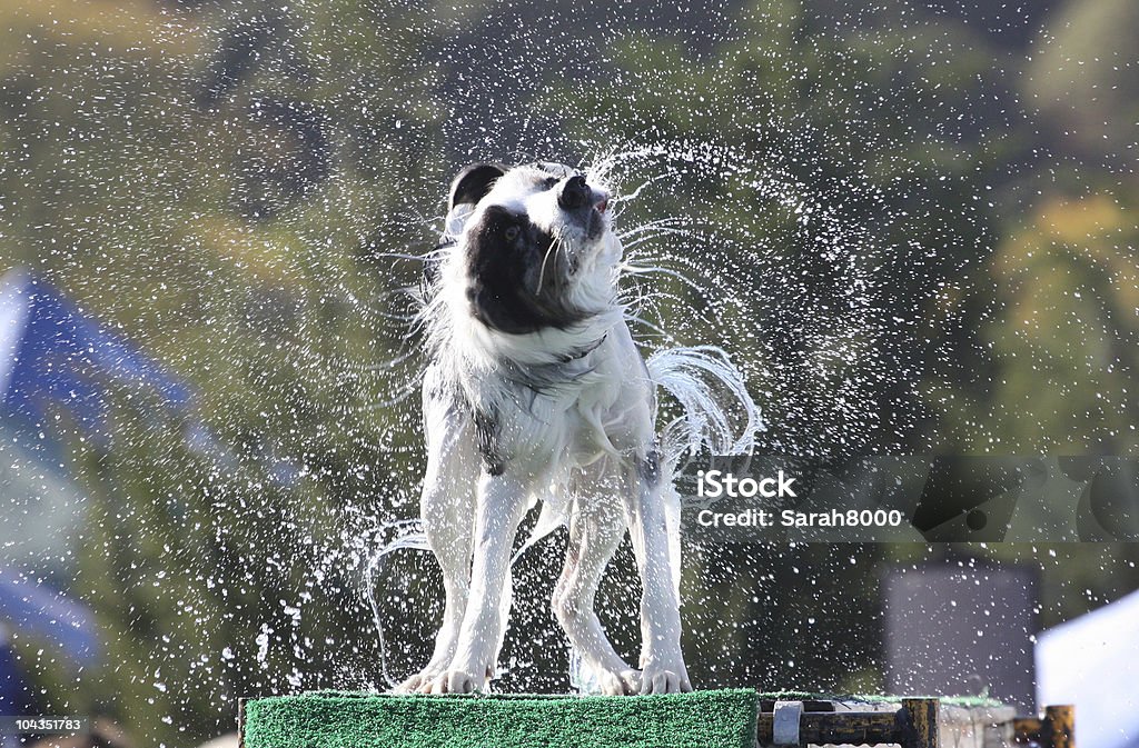 Cão secagem de - Royalty-free Cão Foto de stock