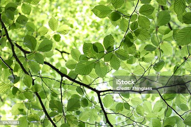 Зеленые Листья В Солнечный Свет — стоковые фотографии и другие картинки Без людей - Без людей, Буковое дерево, Весна