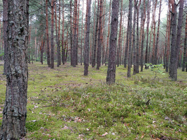 istock Pines in forest and moss with grass 1043520216