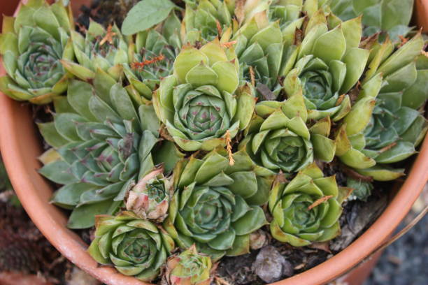 istock Succulent Houseleek Sempervivum 1043523186