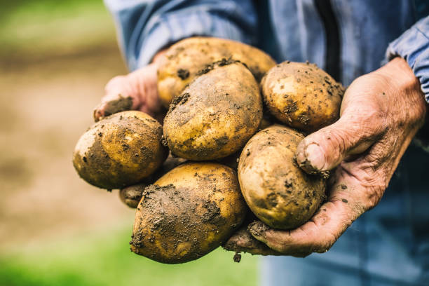 vecchia mano dell'agricoltore che tiene patate biologiche fresche. - human hand gardening vegetable garden farm foto e immagini stock