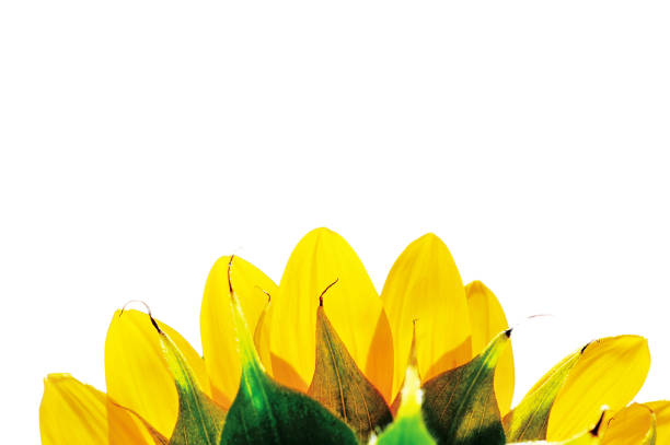 isolated sunflower background