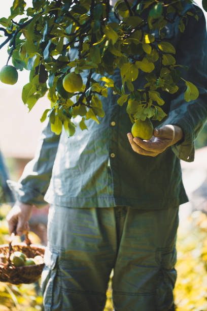 istock Farmer with Pears. Pears Harvest 1043529270