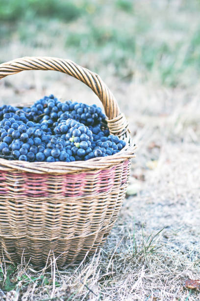 istock Dark grapes in a basket. Grape harvesting. 1043529302