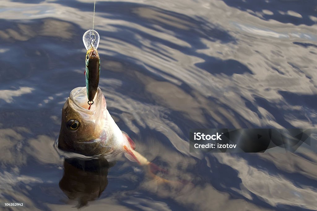 Peixes em um gancho - Royalty-free Anzol de Pesca Foto de stock