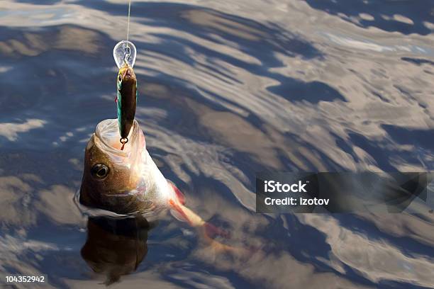 Peixes Em Um Gancho - Fotografias de stock e mais imagens de Anzol de Pesca - Anzol de Pesca, Ao Ar Livre, Artificial