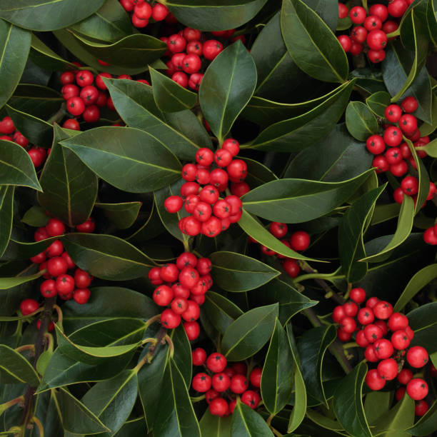 Holly and Red Berry Background Winter holly berry background with red berries. Ilex aquifoliaceae. Traditional Christmas background for greeting cards in the holiday season. winterberry holly stock pictures, royalty-free photos & images