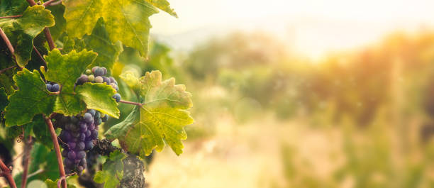 vignoble dans la récolte d'automne - california panoramic crop field photos et images de collection