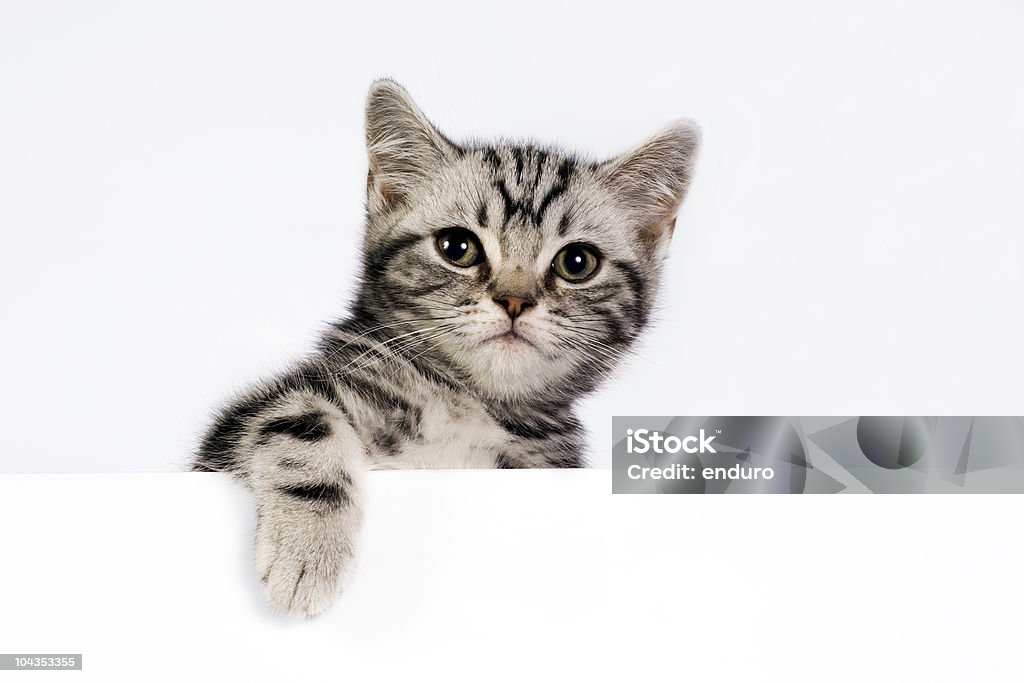 Britische Shorthair Katzenjunges - Lizenzfrei Amerikanisch Kurzhaar Stock-Foto
