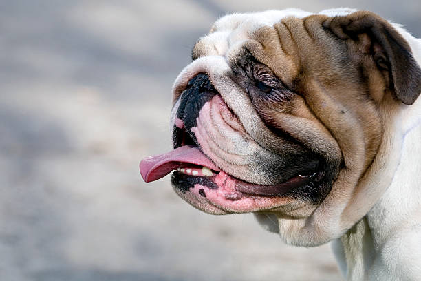 istock English bulldog 104353435