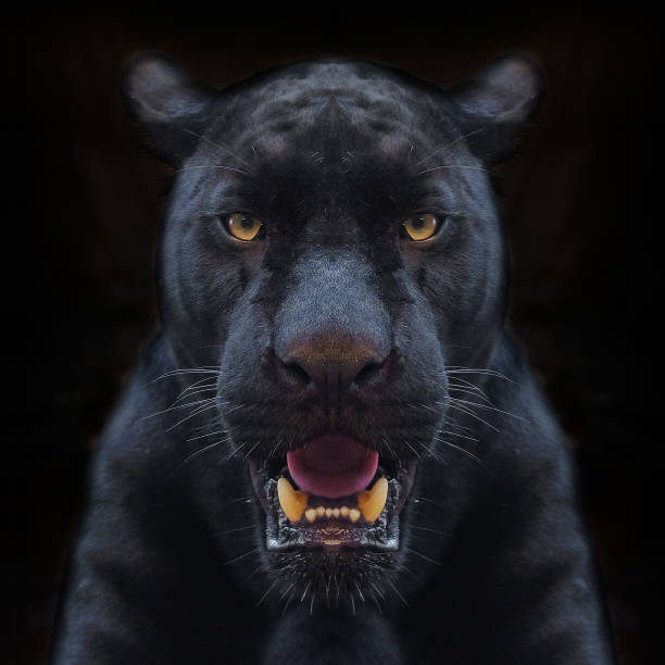 istock black panther shot close up with black background 1043534794