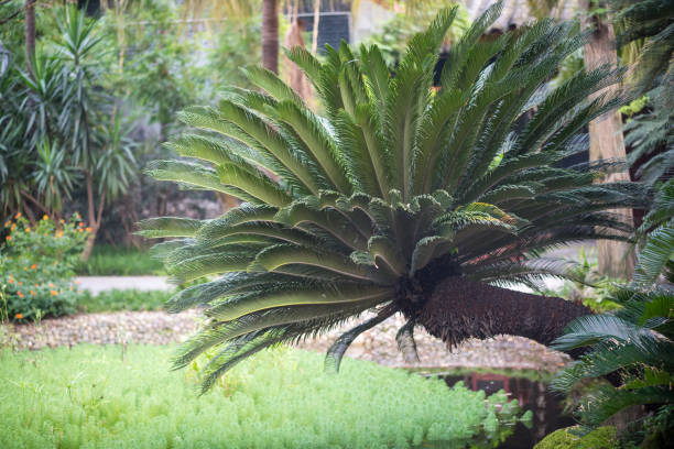 istock Palm tree above above a water stream 1043534832