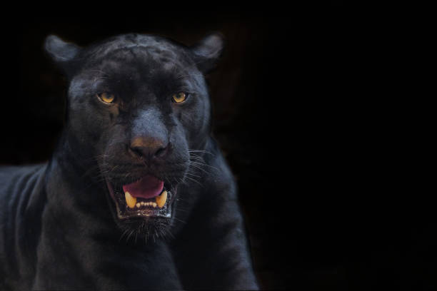 istock black panther shot close up with black background 1043535652