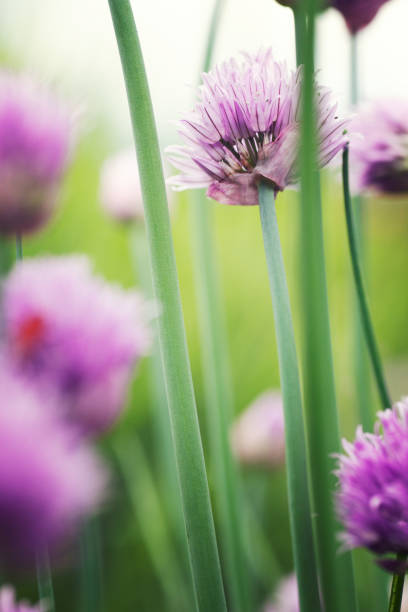 istock Chives flowers in spring 1043538210