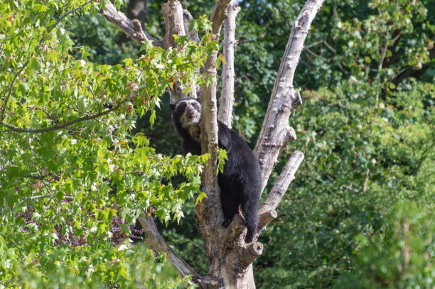 a picutre of a spectacled bear