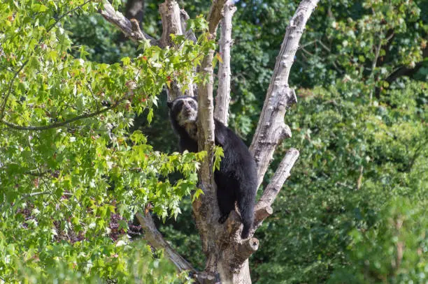 A captive Andean, also known as a spectacled bear climbing in a tree at the zoo.