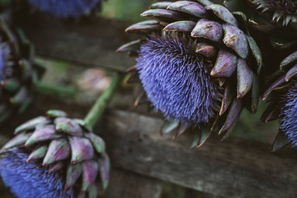 istock Artichokes flowers 1043540162