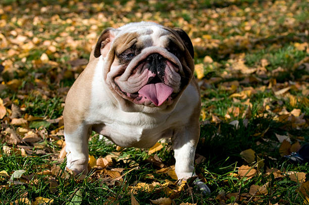 istock English Bulldog 104354072