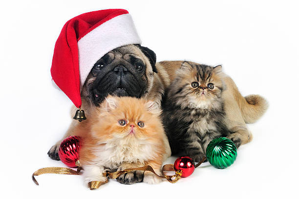 istock Christmas dog and kittens. 104354092