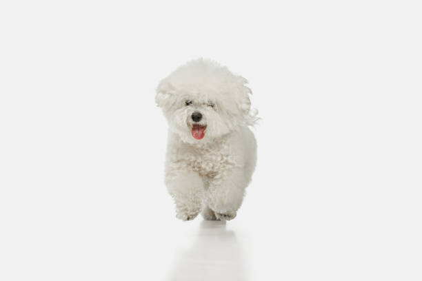 um cão de raça de frisa bichon isolado na cor branca - 2603 - fotografias e filmes do acervo