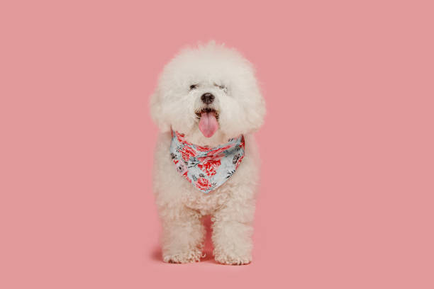 un chien de race de frize bichon isolé sur couleur rose - entablature photos et images de collection