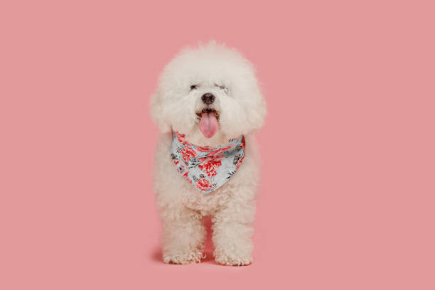 a dog of bichon frize breed isolated on pink color - entablature imagens e fotografias de stock