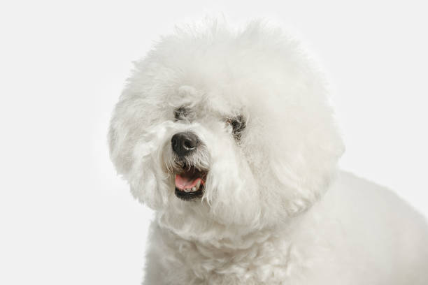 a dog of bichon frize breed isolated on white color - 2603 imagens e fotografias de stock