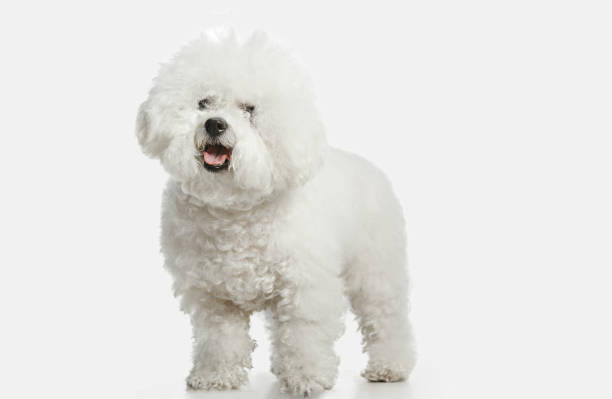 um cão de raça de frisa bichon isolado na cor branca - 2603 - fotografias e filmes do acervo