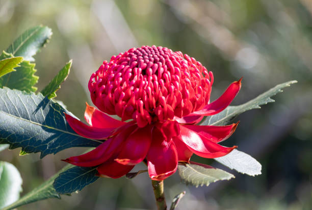 istock The Waratah Flower 1043545986