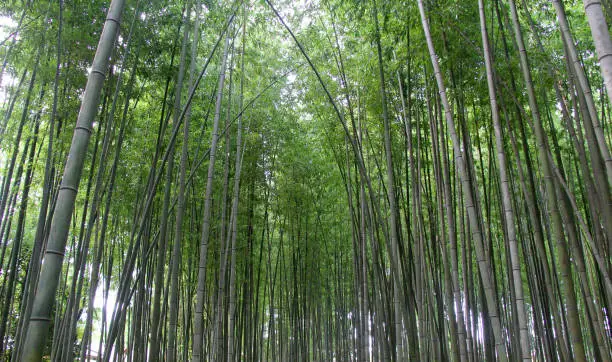 Bamboo forest in Kyoto Japan