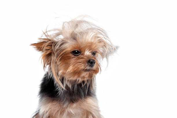 istock Yorkshire terrier - head shot, against a white background 1043546674