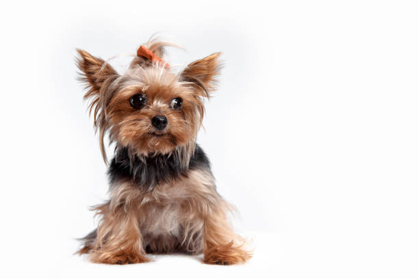 istock Yorkshire terrier - head shot, against a white background 1043546858