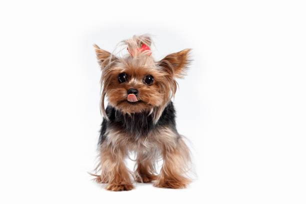 istock Yorkshire terrier looking at the camera in a head shot, against a white background 1043546870