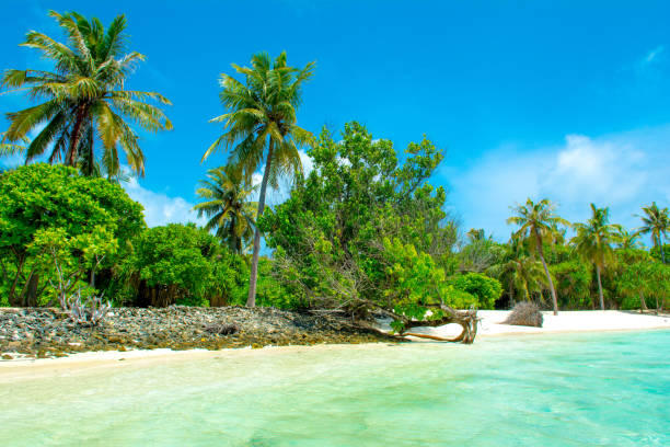 istock Beautiful sandy beach in uninhabited island 1043549810