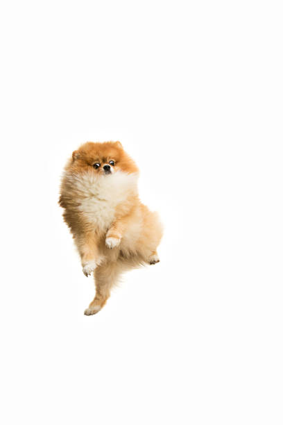 cute Little young pomeranian cob isolated over white background The cute Little jumping young pomeranian cob isolated over white studio background pomeranian stock pictures, royalty-free photos & images