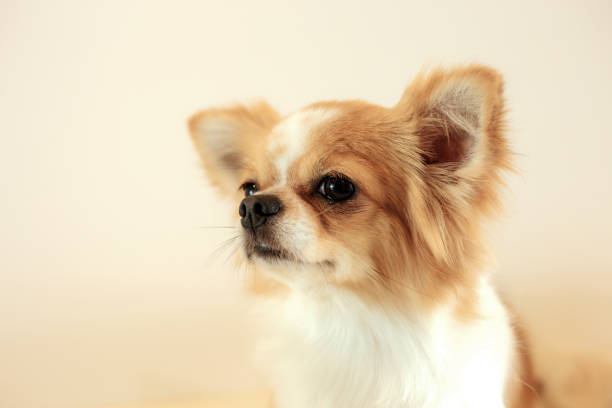 istock Dog are looking. 1043550266