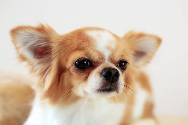 istock Dog looking on white background. 1043550312