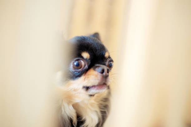 istock Black dog with blur background. 1043550318