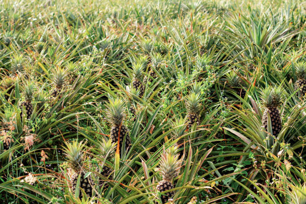 istock Pineapple in farm with background. 1043550518