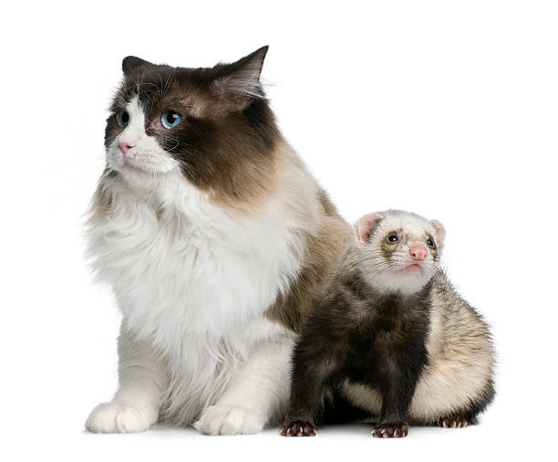 istock Front view of Ragdoll cat and a ferret sitting. 104355410
