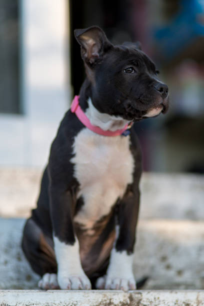 istock American Sttafordshire terrier 1043554360