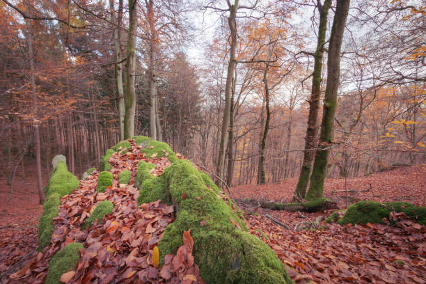 istock Foliage coloring in deciduous forest in autumn 1043554546