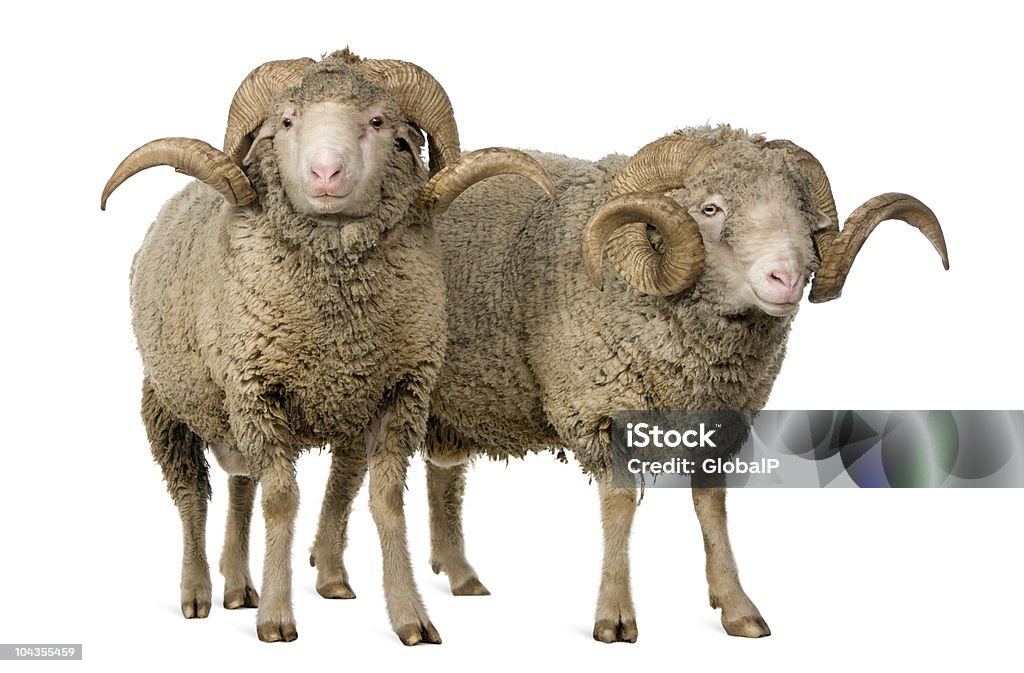 Vue de face de deux moutons mérinos d'Arles, les rams et debout. - Photo de Fond blanc libre de droits